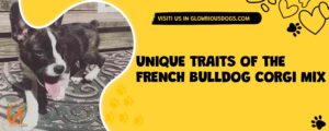 Unique Traits Of The French Bulldog Corgi Mix