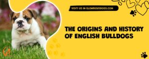 The Origins And History Of English Bulldogs