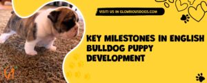 Key Milestones In English Bulldog Puppy Development