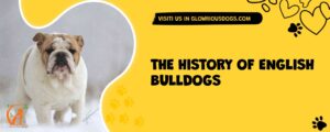 The History Of English Bulldogs