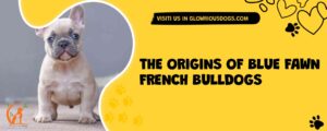 The Origins Of Blue Fawn French Bulldogs