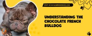 Understanding The Chocolate French Bulldog