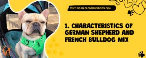 1. Characteristics Of German Shepherd And French Bulldog Mix