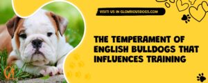 The Temperament Of English Bulldogs That Influences Training