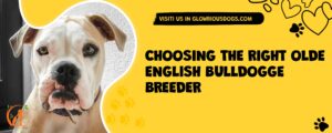 Choosing The Right Olde English Bulldogge Breeder