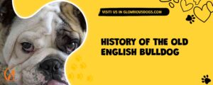 History Of The Old English Bulldog