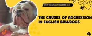 The Causes Of Aggression In English Bulldogs