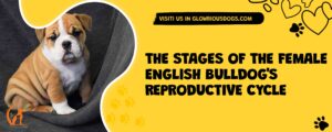 The Stages Of The Female English Bulldog's Reproductive Cycle