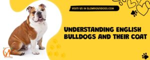 Understanding English Bulldogs And Their Coat