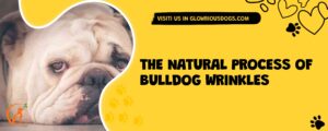 The Natural Process Of Bulldog Wrinkles
