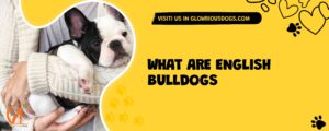 What Are English Bulldogs