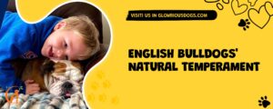 English Bulldogs' Natural Temperament