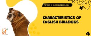 Characteristics Of English Bulldogs