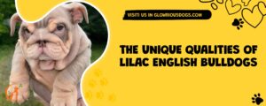 The Unique Qualities Of Lilac English Bulldogs