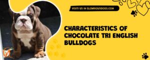 Characteristics Of Chocolate Tri English Bulldogs