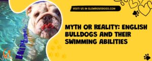 Myth Or Reality: English Bulldogs And Their Swimming Abilities