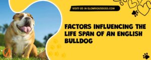 Factors Influencing The Life Span Of An English Bulldog