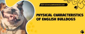 Physical Characteristics Of English Bulldogs
