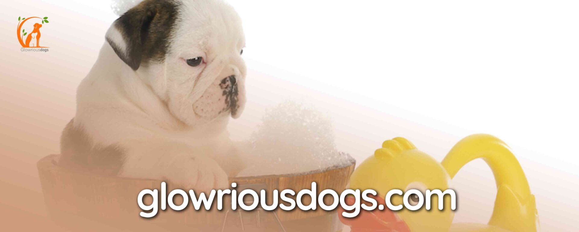 When to Give English Bulldog Puppy a Bath: A Complete Guide