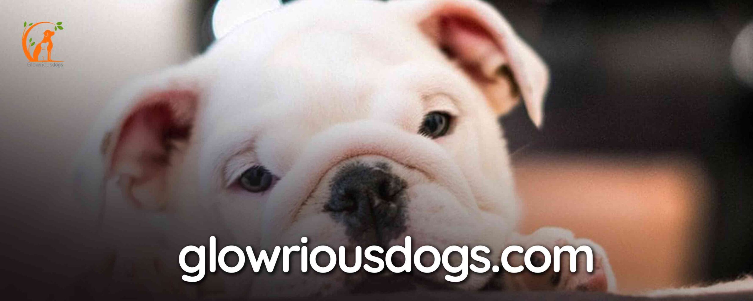 When Do English Bulldog Puppies Open Their Eyes: Sensory Milestones and Care
