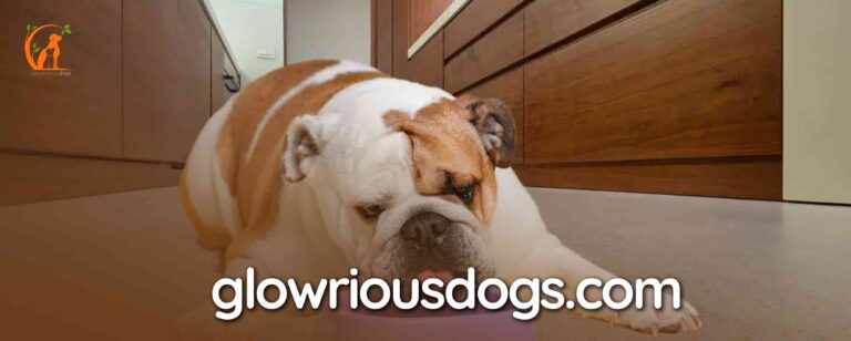 What Can English Bulldogs Eat: A Complete Nutritional Guide