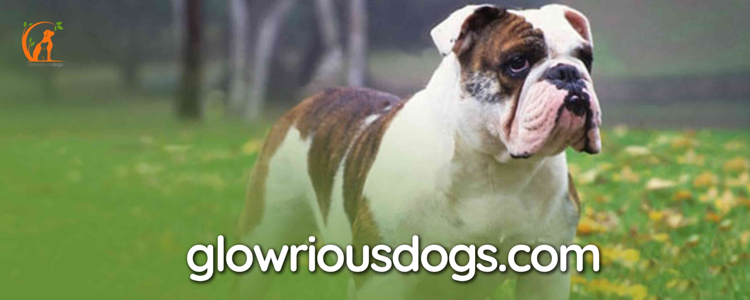 How to Stop Aggression in an English Bulldog: Effective Strategies