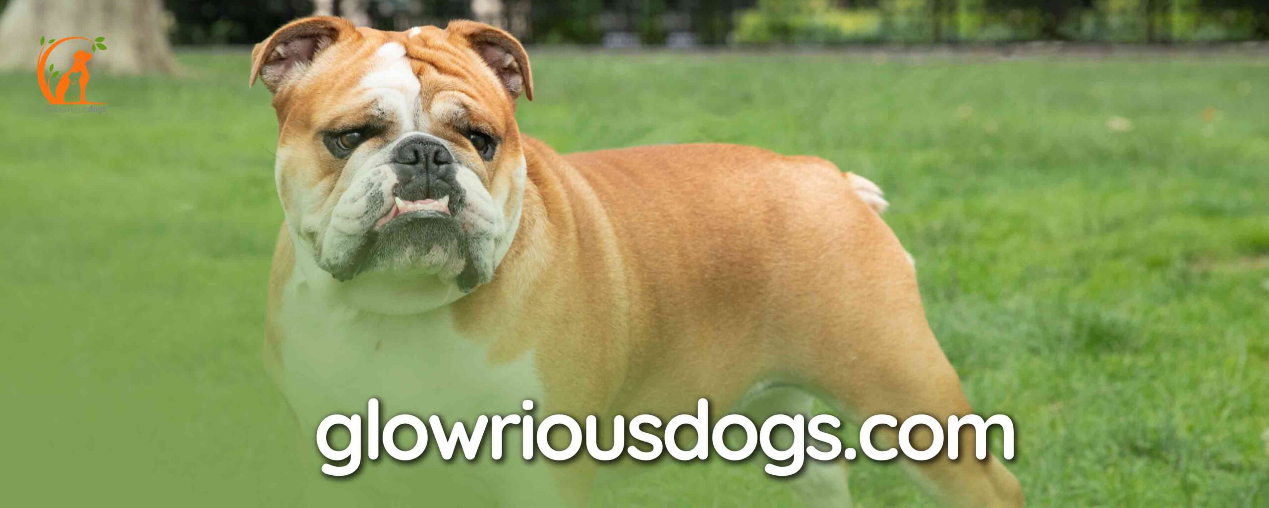 When is a Female English Bulldog Ready to Mate: Understanding the Heat Cycle