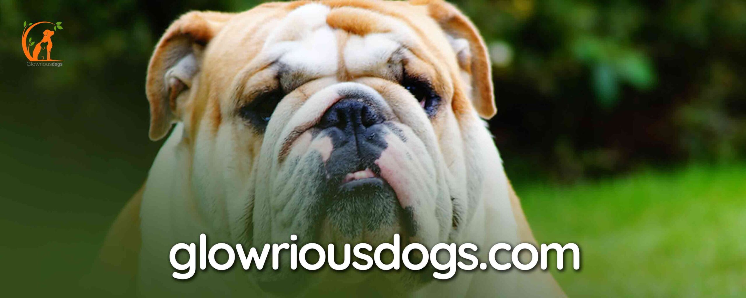 When Do English Bulldogs Get Their Wrinkles: Key Stages & Prevention