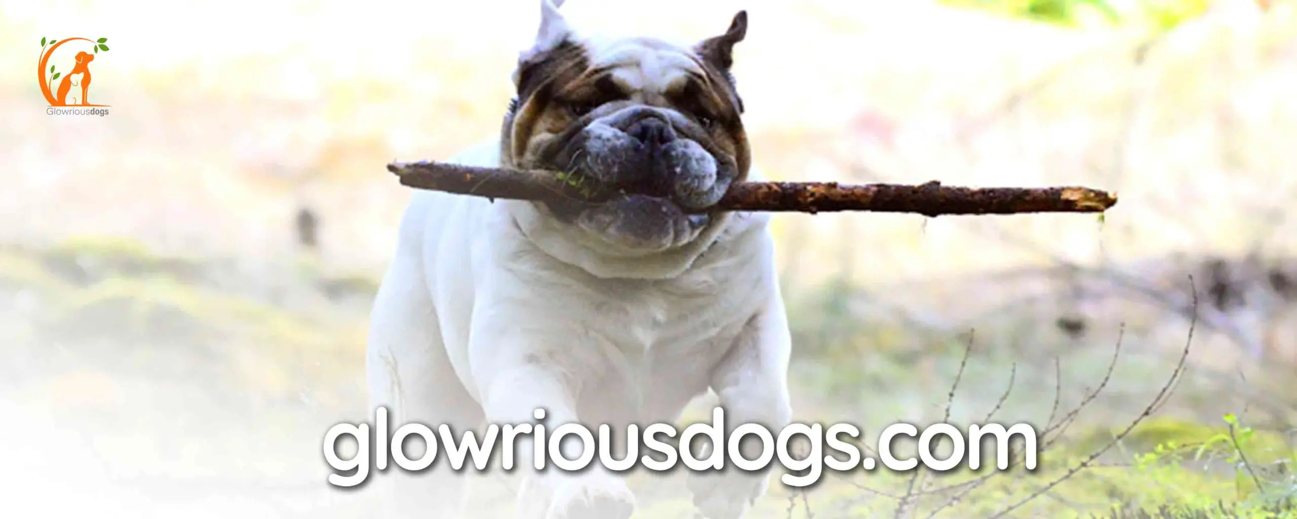 When Is English Bulldog Full Grown: Key Growth Stages & Care