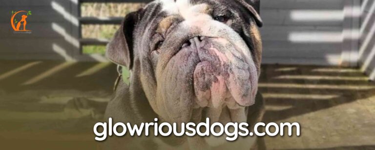 Why Is My English Bulldog Breathing Heavy? Recognising Causes & Treatment