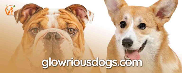 French Bulldog Corgi Mix: Unveiling Origins & Care Tips