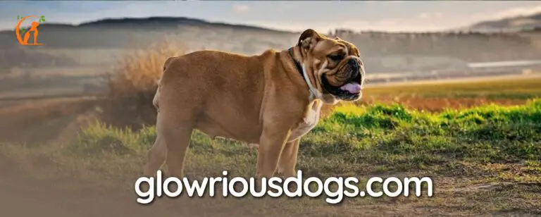 Are English Bulldogs Medium or Large Breed? Your Complete Guide
