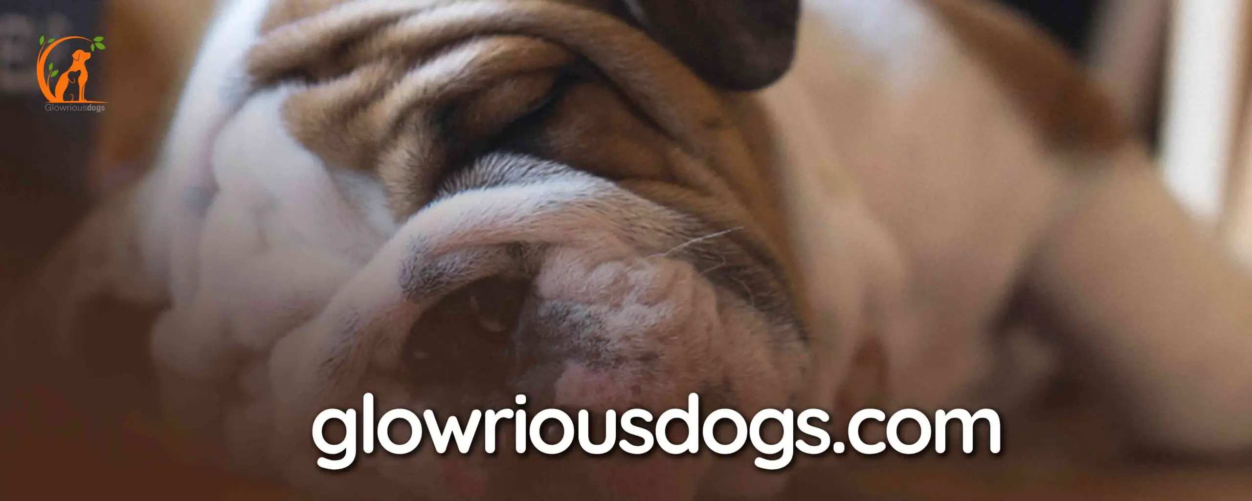 When Do English Bulldogs Stop Growing? Key Growth Stages & Factors