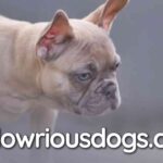 Blue Fawn French Bulldog: Unique Characteristics & Care Guide