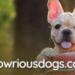 Best Dog Strollers for French Bulldogs: Benefits, Safety & More