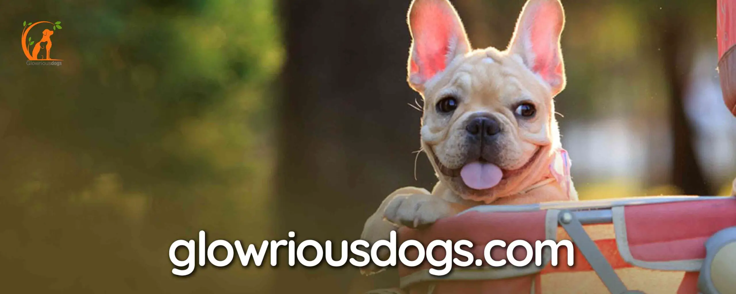 Best Dog Strollers for French Bulldogs: Benefits, Safety & More
