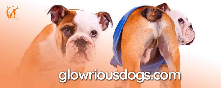 Are English Bulldogs Born with Tails: Exploring Tail Characteristics