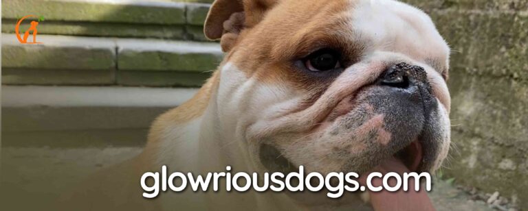 What Do English Bulldogs Usually Die From: Common Health Issues and Preventative Care