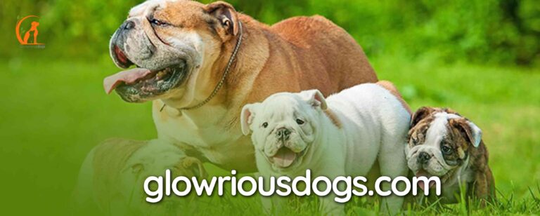 Can English Bulldogs Breed Naturally? Understanding the Breeding Process