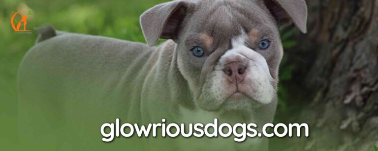 Lilac English Bulldog: Rarity, Characteristics & Health