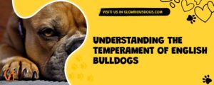 Understanding The Temperament Of English Bulldogs