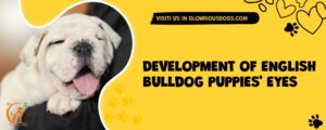Development Of English Bulldog Puppies' Eyes