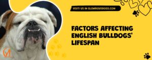 Factors Affecting English Bulldogs' Lifespan