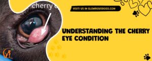 Understanding The Cherry Eye Condition