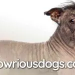 French Bulldog Chinese Crested Dog Mix: Origins & Care