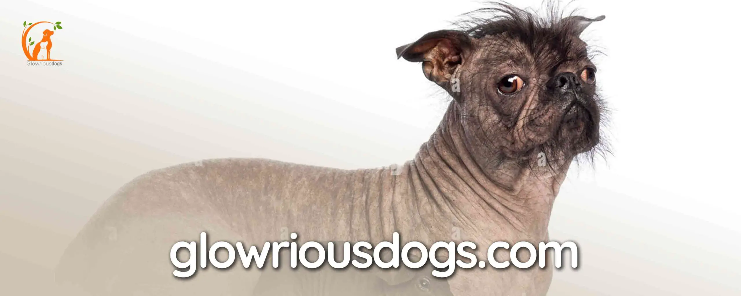 French Bulldog Chinese Crested Dog Mix: Origins & Care
