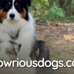 French Bulldog Australian Shepherd Mix: Facts and Care Tips
