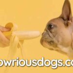 What Can French Bulldogs Not Eat? Essential Guide